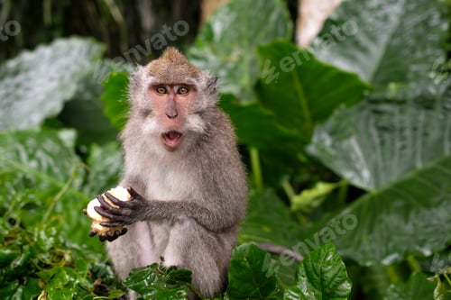 Preview: Young Macaque Monkey eat