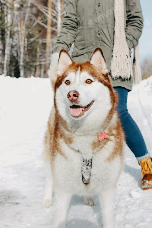 Preview: Young woman with husky dog in winter season