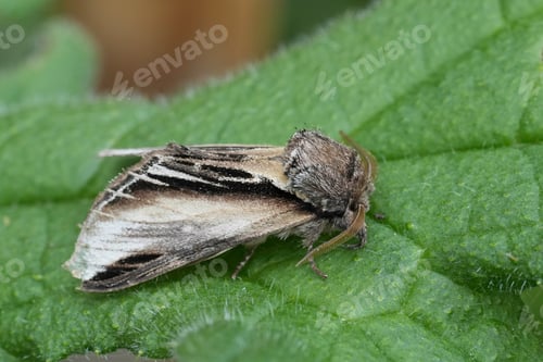 Preview: Closeup on European Swallow Prominent moth, Pheosia tremula