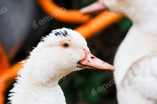 Preview: Two domestic ducks quack together