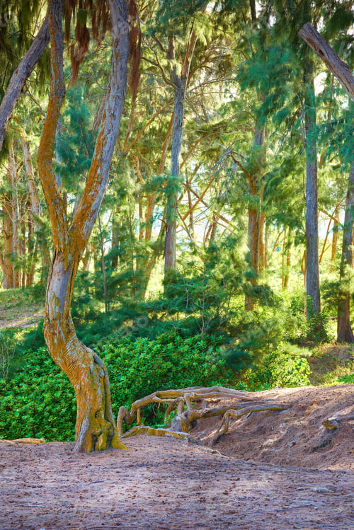 Preview: Trees of Oahu, Hawaii