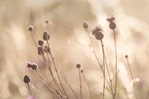 Preview: Thistle on a meadow