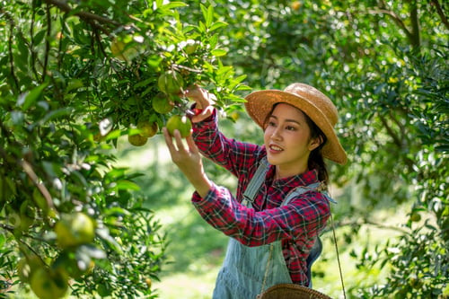 Preview: Beautiful woman gardener in a citrus orchard, picking oranges with a wicker basket organic orange tr