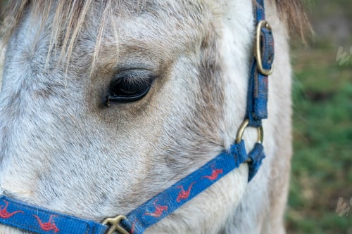 Preview: close up of white horse head with a blue harness on it.