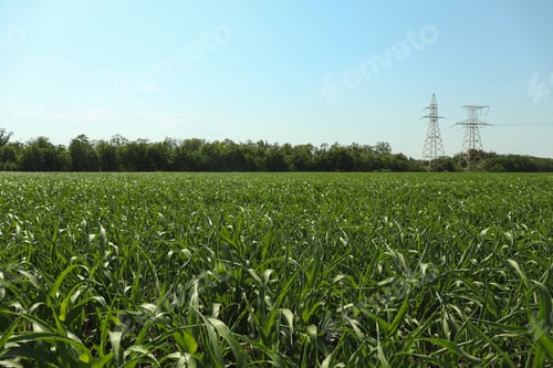 Preview: Corn field. Beautiful sunny day. Farming. Agriculture business
