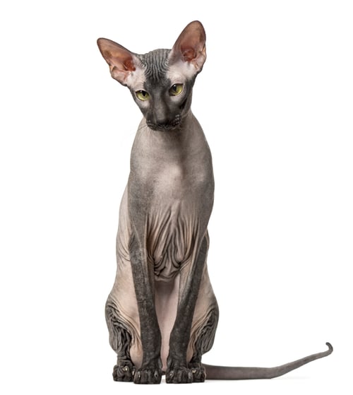 Preview: Peterbald, naked cat sitting, isolated on white