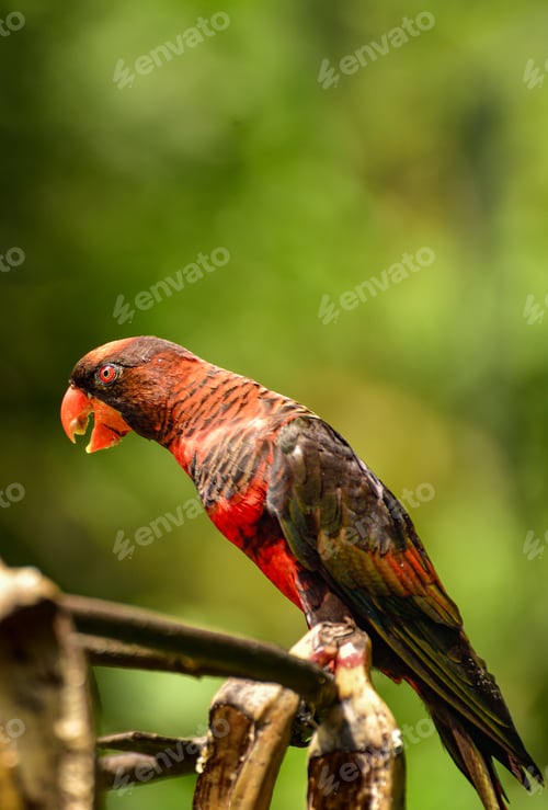 Preview: Banded lories, The dusky lory, Pseudeos fuscata