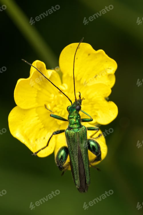 Preview: Close-up of a Swollen-Thighed Bettle on a leaf, showcasing intricate details and vibrant colors.