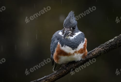 Preview: A Belted Kingfisher in Florida