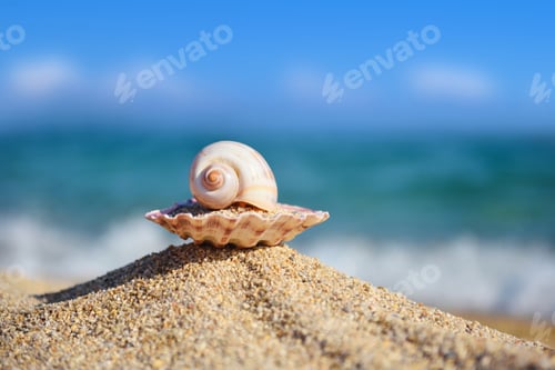 Preview: Shells on the beach against the background of the sea
