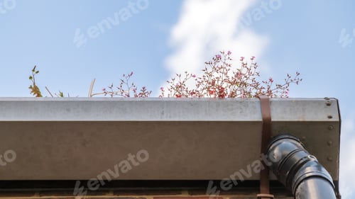 Preview: Low angle view at gutter with plants.