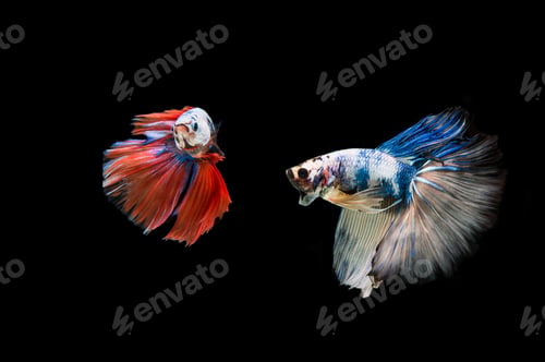 Preview: Beautiful colorful of siamese betta fish