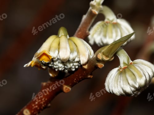 Preview: Paperbush Flowers - Close Up Photograph Of New Winter Blooms On The Outer Edges Of Paperbush