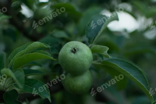 Preview: Green apples garden close-up.