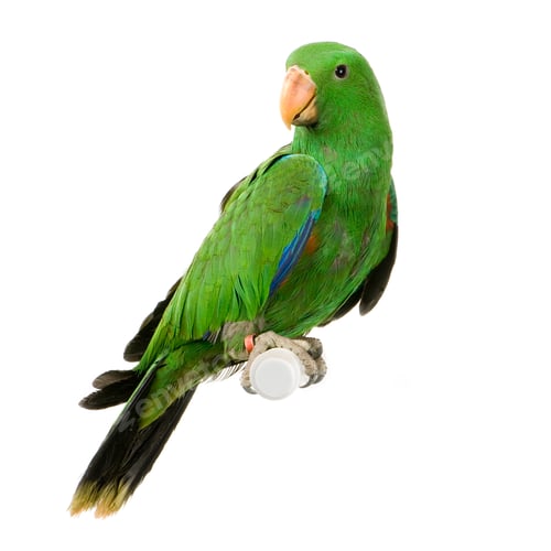 Preview: male Eclectus Parrot - Eclectus roratus