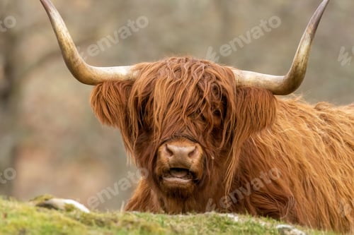 Preview: Scottish brown highland cow with big horns in a meadow