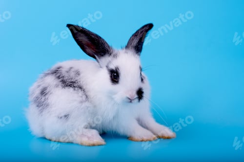 Preview: Small cute adorable and fluffy bunny rabbit with black and white pattern stay on blue background