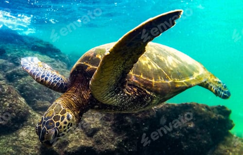 Preview: A Beautiful Turtle underwater photography