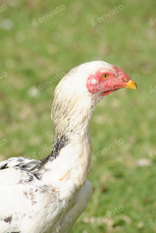 Preview: Vertical shot of a shamo chicken