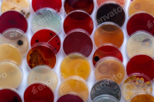 Preview: Petri dishes with bacterial cultures.