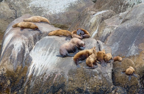 Sea Lions Sunning Themselves on Rocky Outcrop