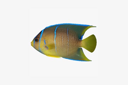 Preview: Close-up of yellow angelfish with blue stripes
