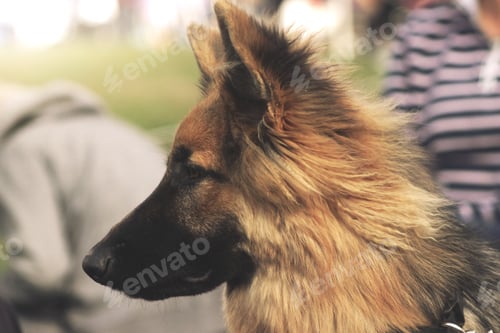 Preview: Beautiful young German Shepherd dog