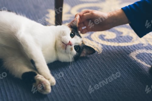 Preview: Crop hand touching cat
