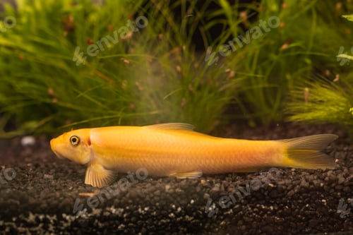 Preview: Yellow chinese algaey eater - Gyrinocheilus in fishtank cleaning stone