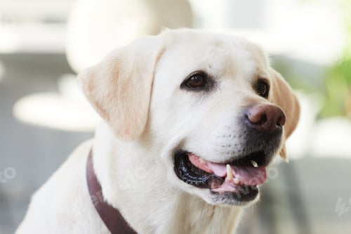 Preview: Portrait of White Labrador Dog Close Up