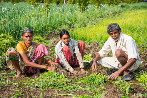 Preview: Indian farmer with family working in onion field, India.