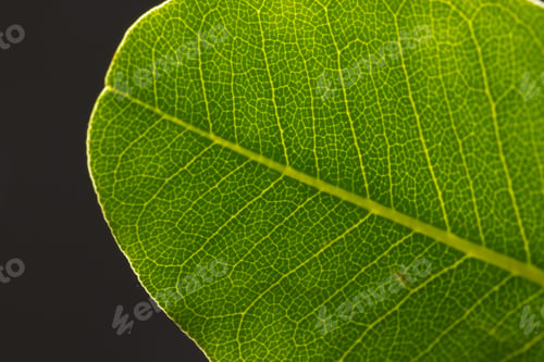 Preview: Micro close up of green leaf and copy space on grey background