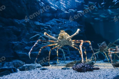 Preview: King crab under water