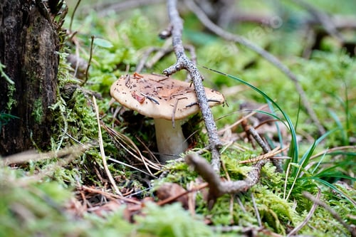 Preview: Closeup of Infundibulicybe geotropa, also known as the trooping funnel or monk's head.