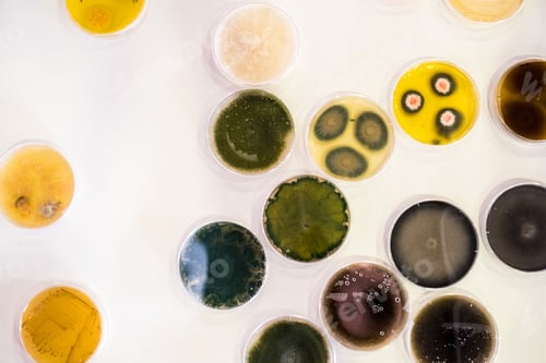 Preview: Culture of bacteria in petri dish