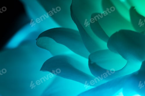 Vista previa: Petals of blue flower macro shot over black background