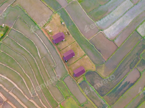 Preview: Fresh paddy rice, green agricultural field in countryside or rural area in Asia. Nature landscape.