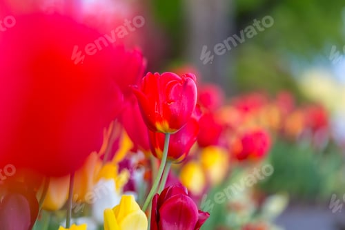 Preview: Tulips