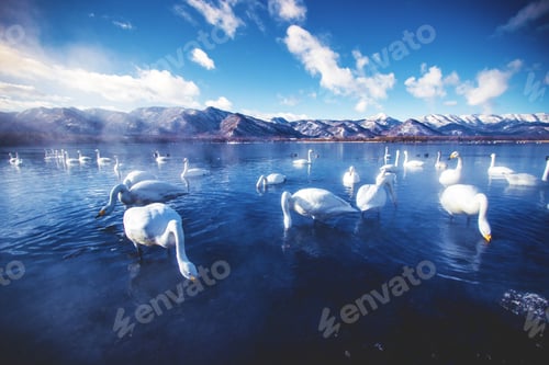 Preview: Mesmerizing scenery of swans hanging out in the Lake Kussharo in Hokkaido, Japan during winter