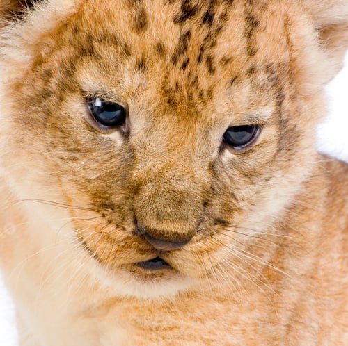 Preview: Lion Cub's c