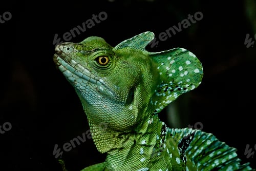 Preview: Closeup shot of a Forehead basilisk isolated on a black background