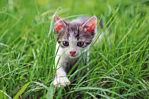Preview: Young domestic cat