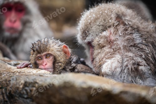 Preview: Snow monkey