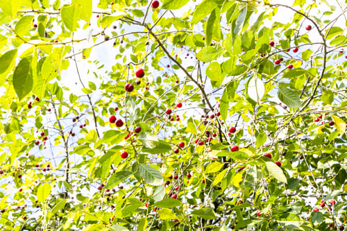 Preview: green leaves and ripe red fruits of cherry tree