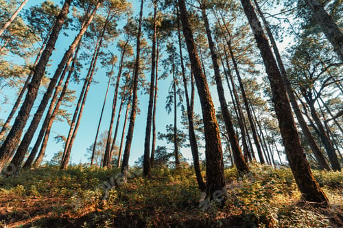 Preview: Mountains and Asian forests in the morning,camping