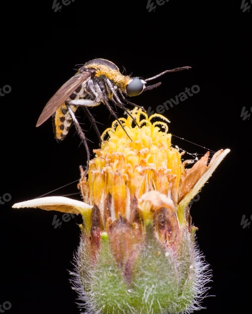 Preview: toxophora with a black background