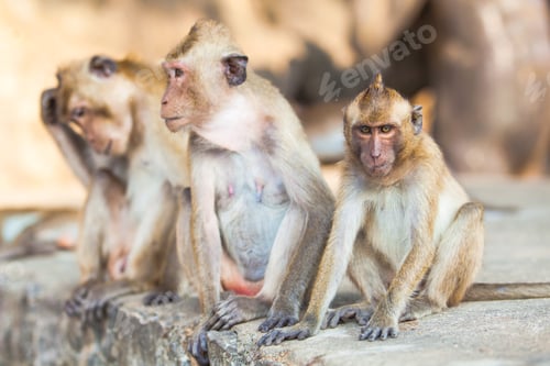 Preview: Family of monkeys. monkey family