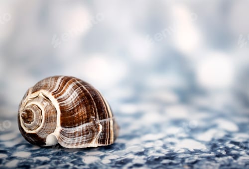 Preview: shellfish on blue