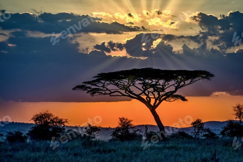 Preview: Beautiful scenery of a tree in the savanna plains during sunset - perfect for background