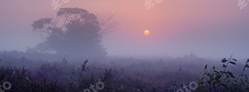 Preview: Misty sunrise over blooming heather fields in Veluwe Zuiderheide, Netherlands